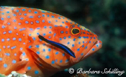 Grouper getting cleaned by Barbara Schilling 
